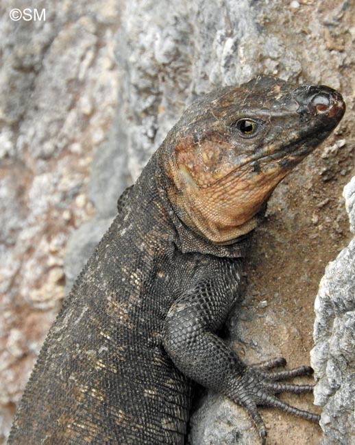 Gallotia stehlini Lézard géant de Grande Canarie